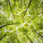 【林業の現実】企業訪問・現場作業に従事してわかった１３のこと【やりがい・大変さ】