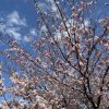 「目的的」という現代人の行動様式 ― 読者からFIRE達成のご報告 ―
