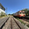 朝の満員電車に、虫取り少年あり